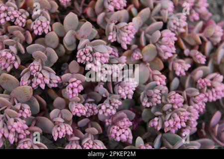 Hylotelephium cauticola `Lidakense´ Stock Photo